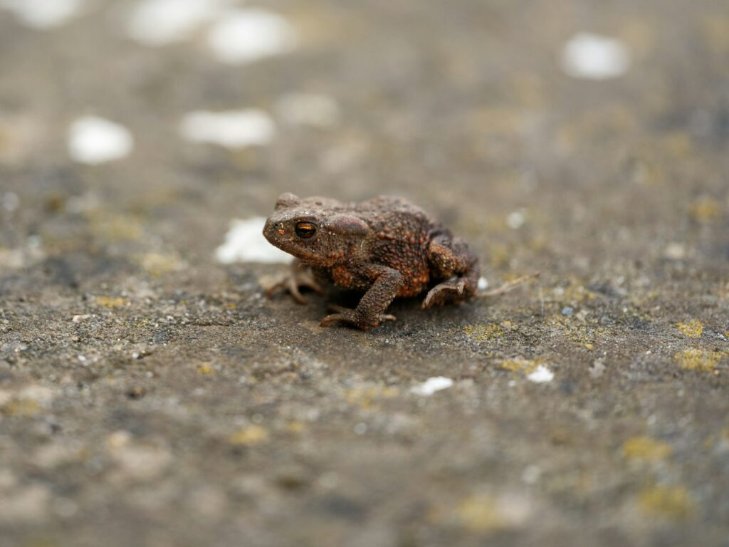 A tiny brown toad rests on stone.