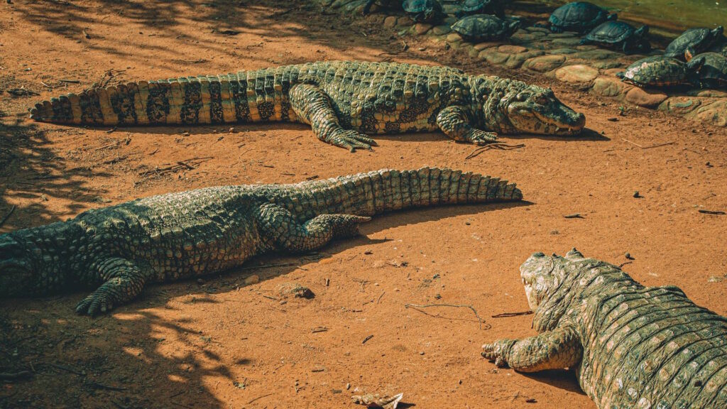 Crocodiles basking under the sun on warm, earthy soil in a natural wildlife setting.