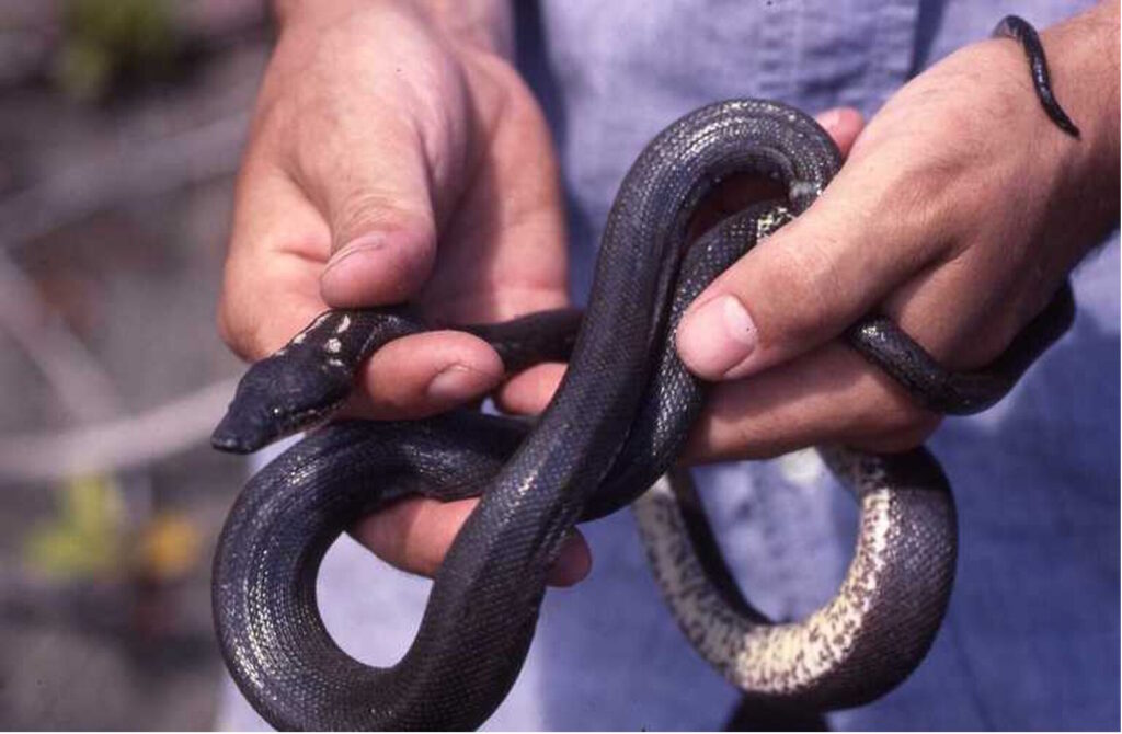 A Round Island Boa with dark, slightly iridescent scales and a pale speckled underside is being carefully held in a person's hands.