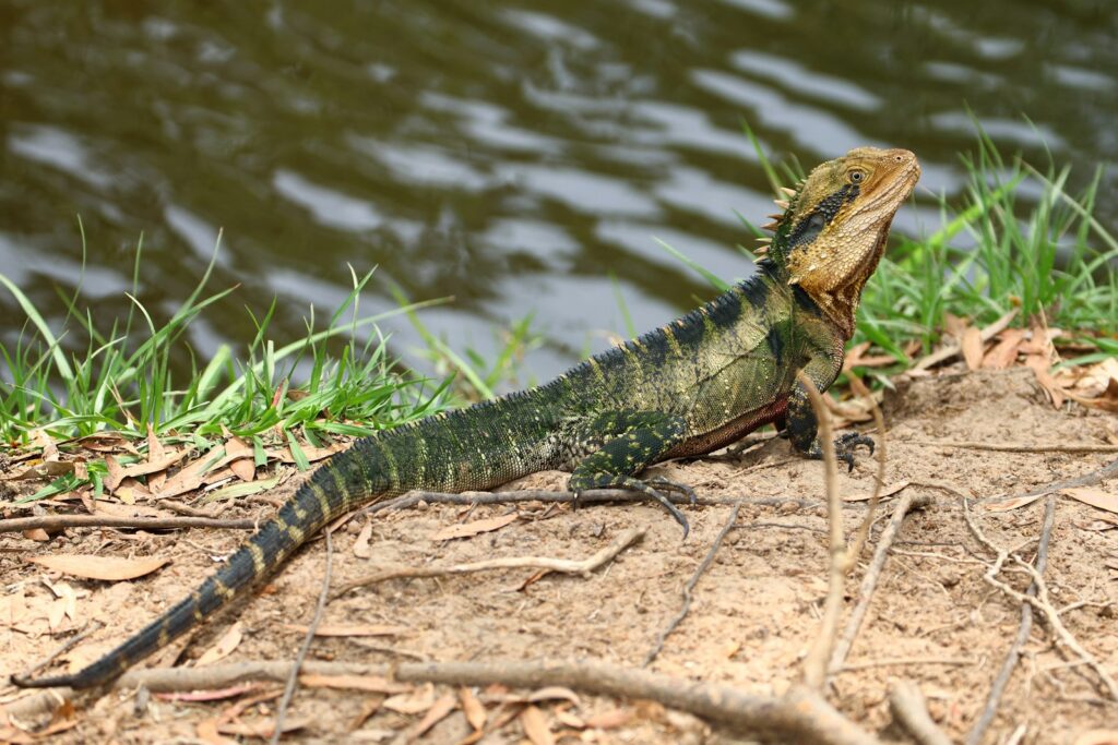 a lizard on a log by water