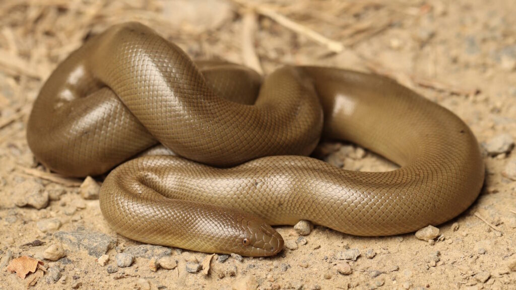 A Rubber Boa lying on dry, rocky ground with smooth, shiny brown skin.