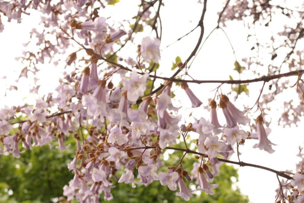a close up of a tree with pink flowers