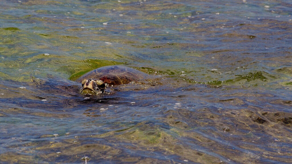 A green sea turtle grazes on algae in a natural habitat