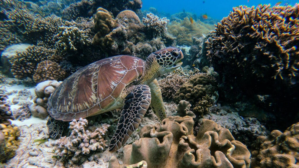 A sea turtle navigating through a reef, alert and searching for signs of predators or prey.