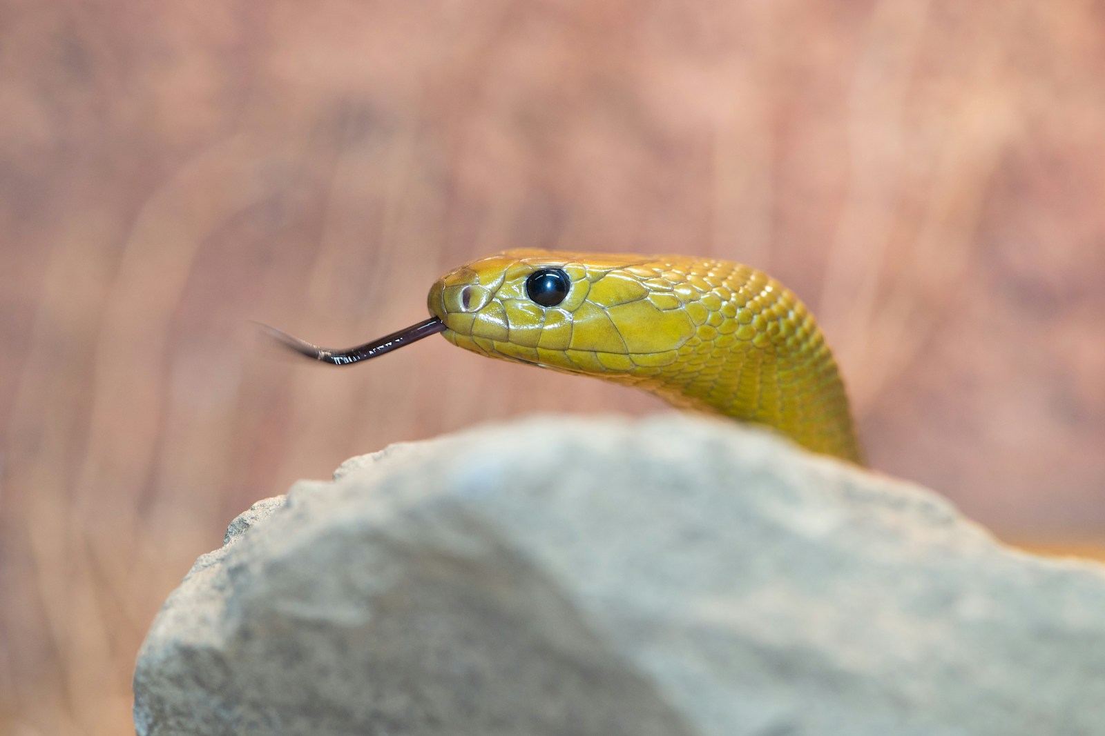 How Do Baby Venomous Snakes Compare to Adults?