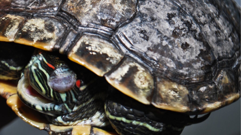 Tortoise undergoing treatment for shell rot; experienced mild eye swelling from antibiotics but recovered after follow-up care