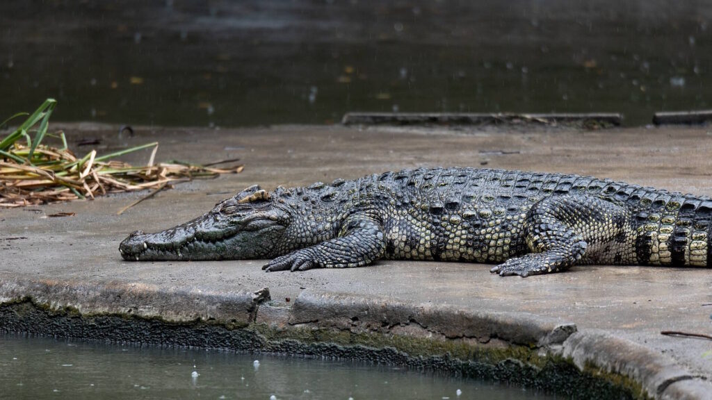 A Siamese crocodile rests on a concrete bank beside a pond