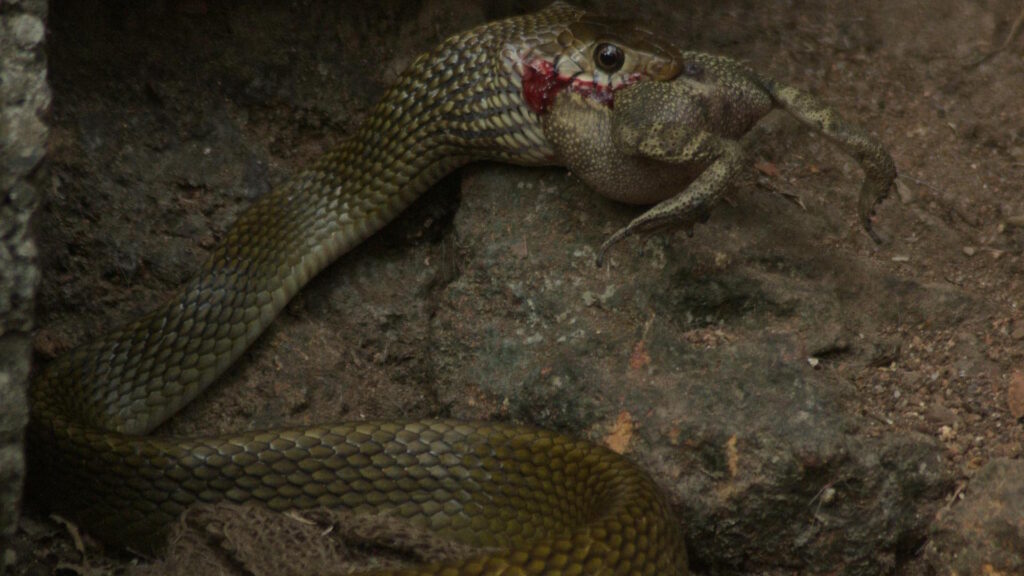 A snake consumes a frog in a natural rocky setting, showcasing wildlife interactions.
