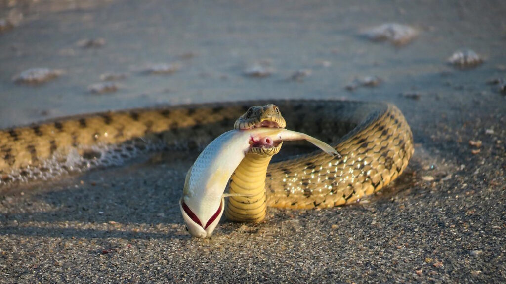 A snake in the process of eating a fish on a sandy beach, showcasing wildlife behavior.