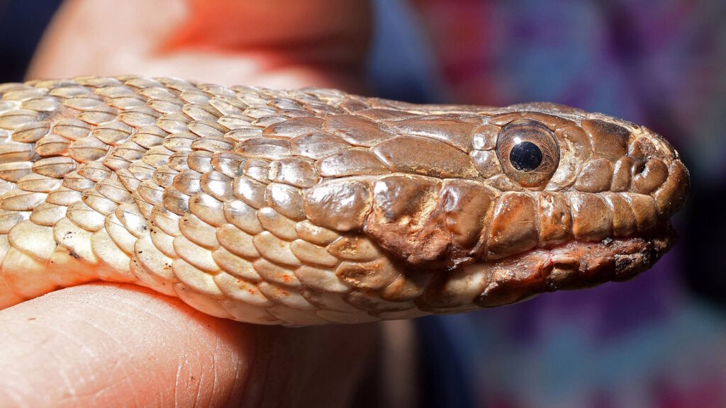 Close-up of a Northern Watersnake (Nerodia sipedon sipedon) showing signs of probable snake fungal disease (Ophidiomyces ophiodiicola) infection.