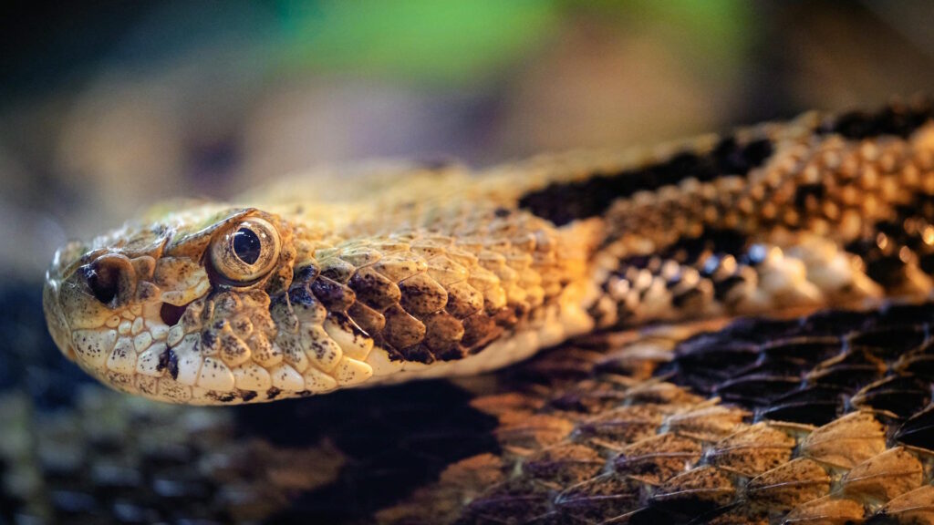 Detailed image of a Timber Rattlesnake with focus on its textures and patterns.