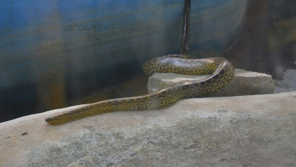 Snake lying across a rock slab in a manmade enclosure.