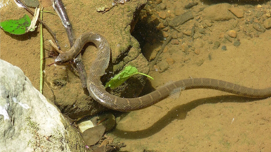 Northern Water Snake in the process of shedding its skin, illustrating the natural molting process.
