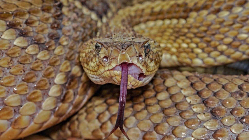 a rattlesnake with its tongue extended, illustrating the tongue-flicking behavior used for chemical sensing.