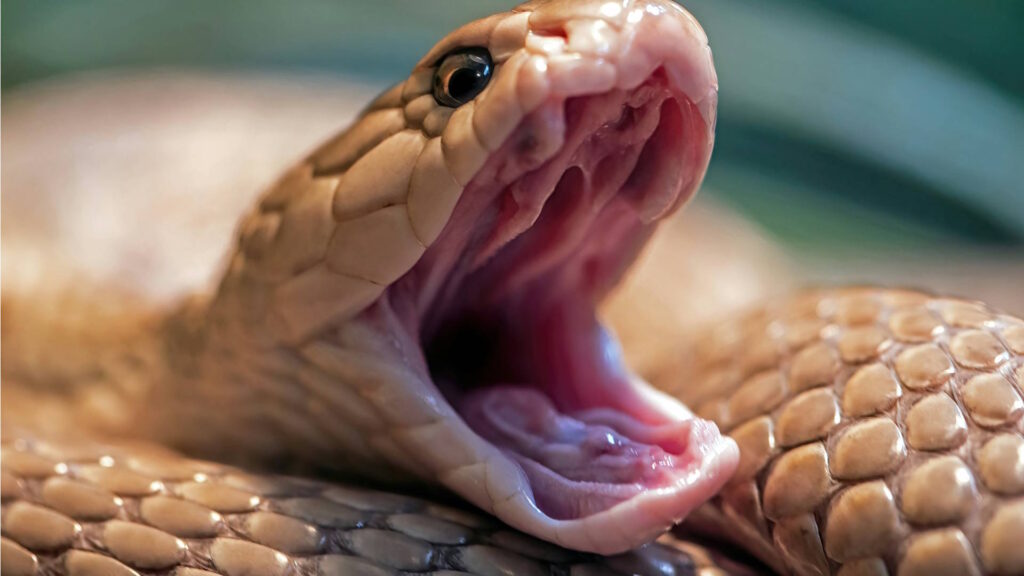 Close-up of a snake yawning, showing the open mouth and scales in detail.