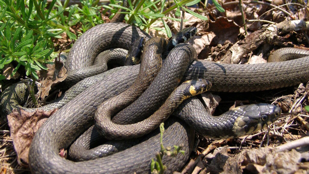 Snakes intertwined on the forest floor during a mating ball, with multiple male snakes competing for a female.