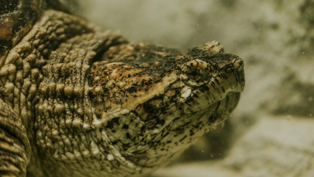Common Snapping Turtle in Close-up View