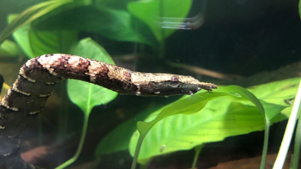 A tentacled snake with a brown, mottled body swimming among green aquatic plant.
