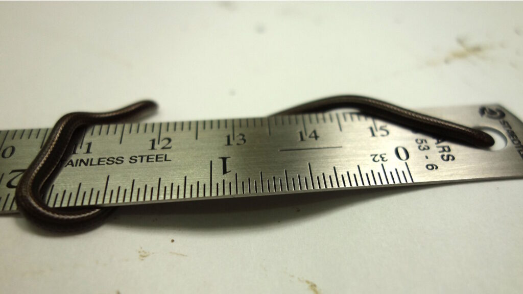 A tiny Barbados Threadsnake, thin like a shoelace, lies curled on a metal ruler, measuring about 10–15 centimeters long.