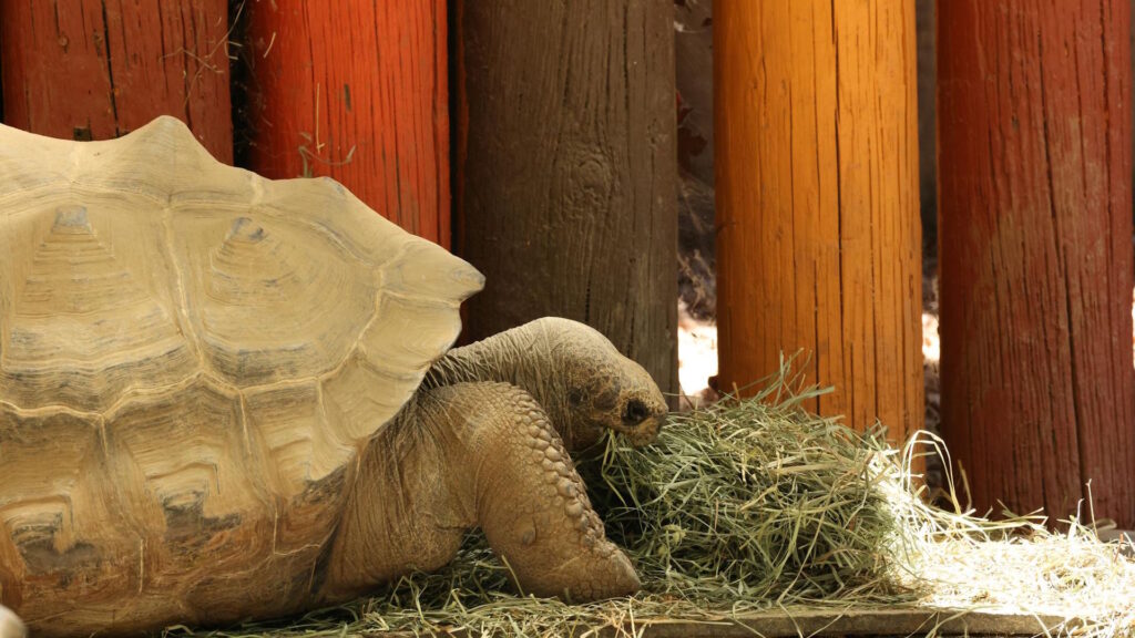 A tortoise relaxes on hay against a vibrant, rustic wooden fence, highlighting wildlife's charm