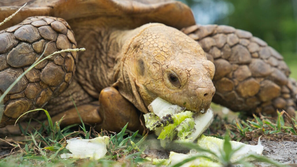 Tortoise eating lettuce outdoors, highlighting the importance of proper diet