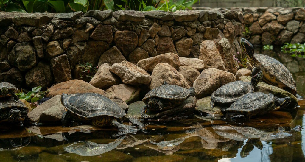 A group of aquatic turtles basking on rocks beside a shallow pond