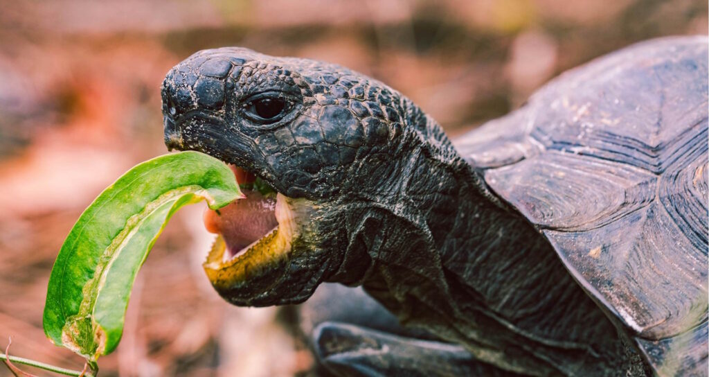 A turtle foraging on leafy greens in a natural setting