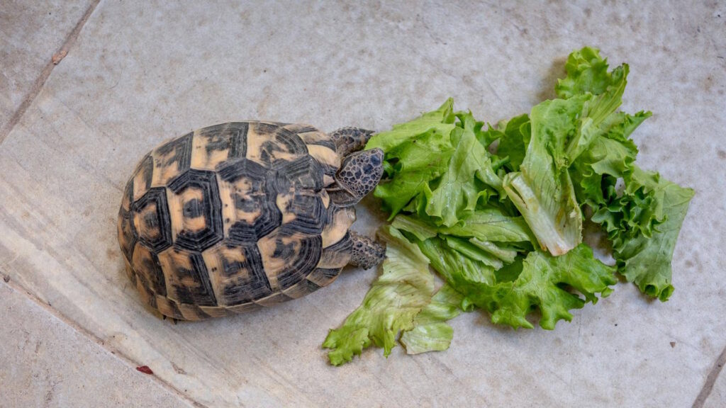 A tortoise enjoys fresh lettuce leaves on an outdoor tile floor.