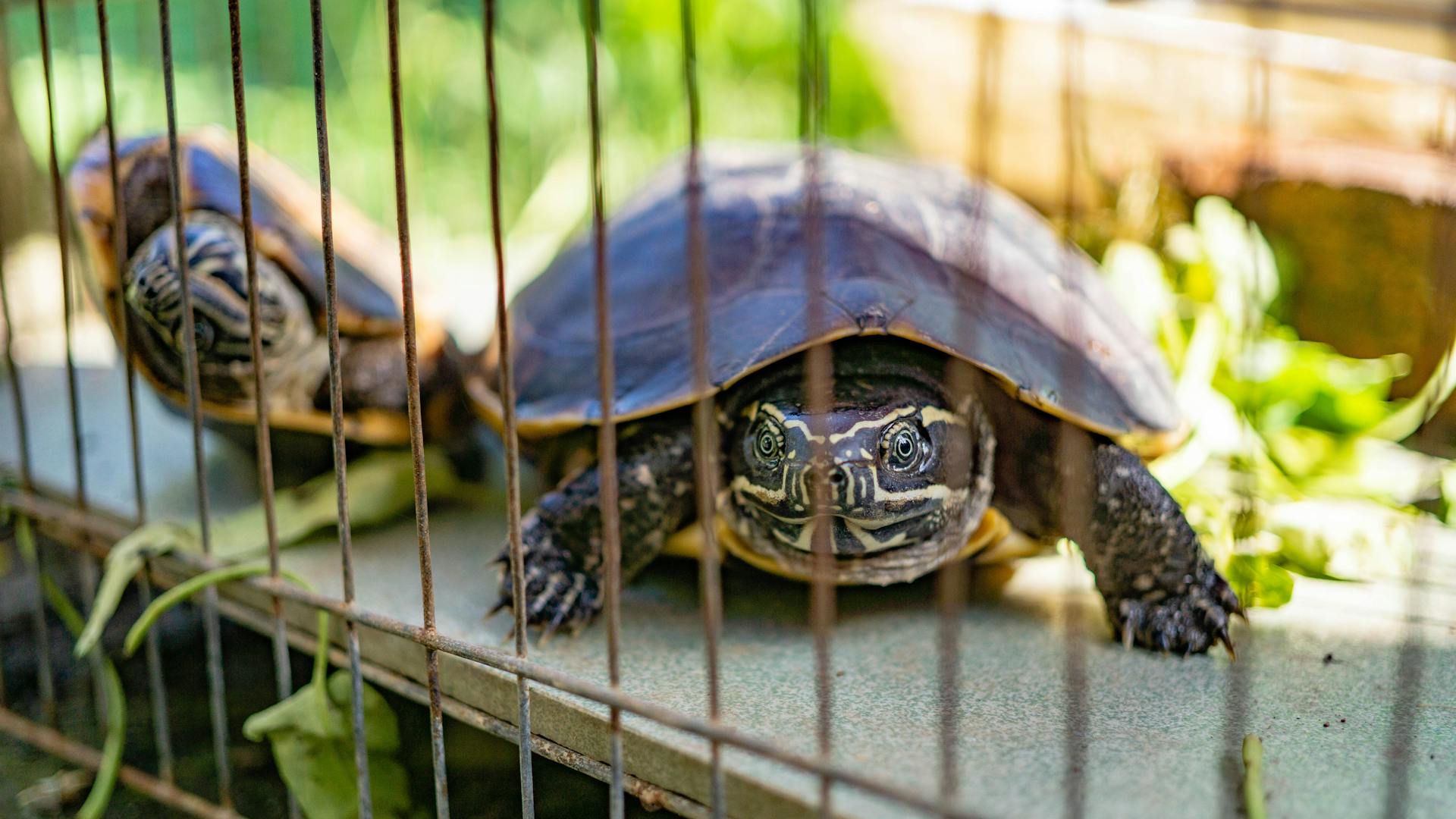 Two turtles in a cage enclosure with greenery surrounding them, basking in sunlight.