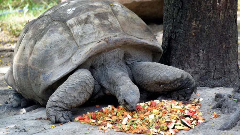 A Galapagos tortoise eating a mix of fruits and vegetables outdoors.