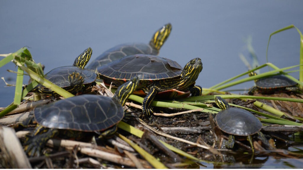 A close-up of painted turtles basking in sunlight near a water body, emphasizing their vibrant shell patterns.
