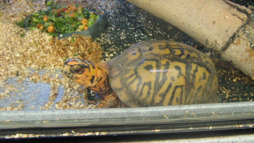 Eastern Box Turtle in captivity, showing signs of metabolic bone disease linked to poor diet and care.