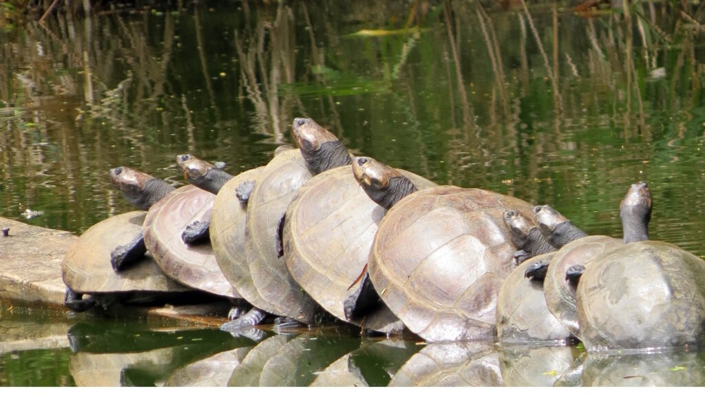 Arrau turtles basking near water