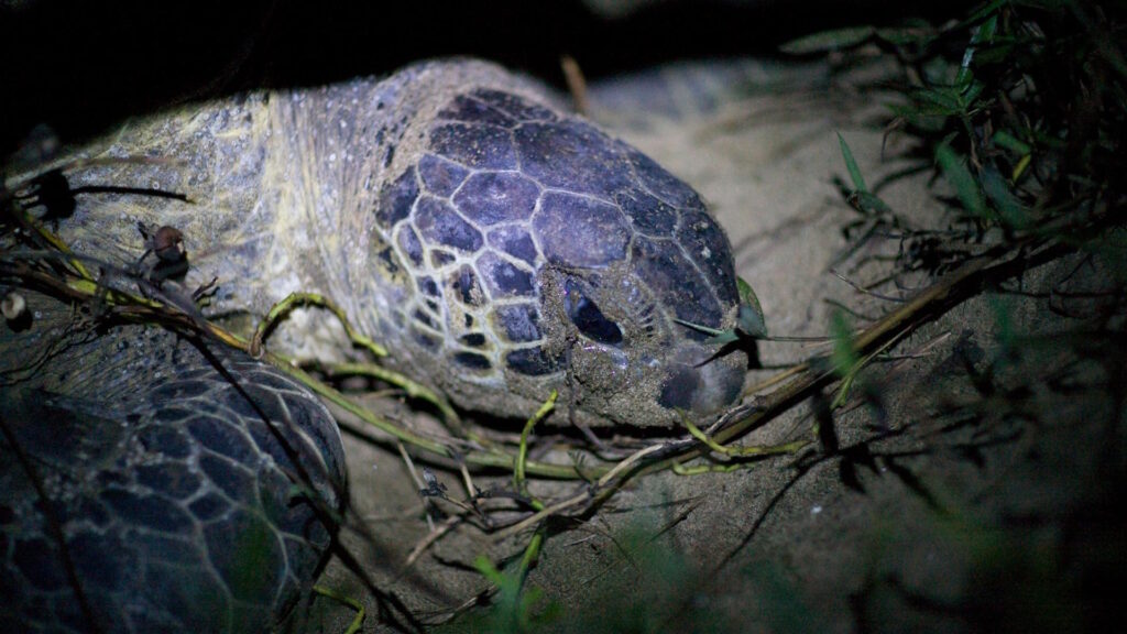 A green sea turtle on a sandy beach, digging a nest chamber and laying eggs, illustrating the nesting process