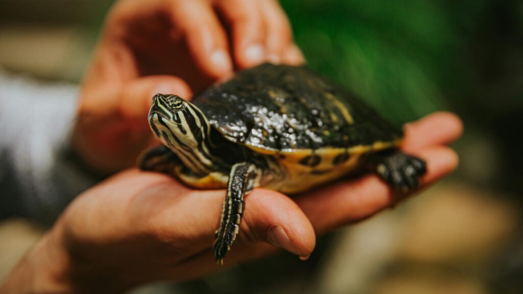 A turtle is carefully held in hands, emphasizing care and nature.