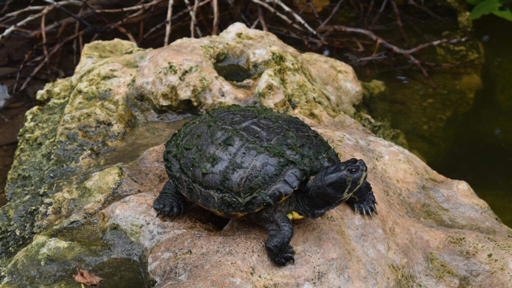 A turtle climbing a rock, demonstrating natural exploration through varied, textured surfaces