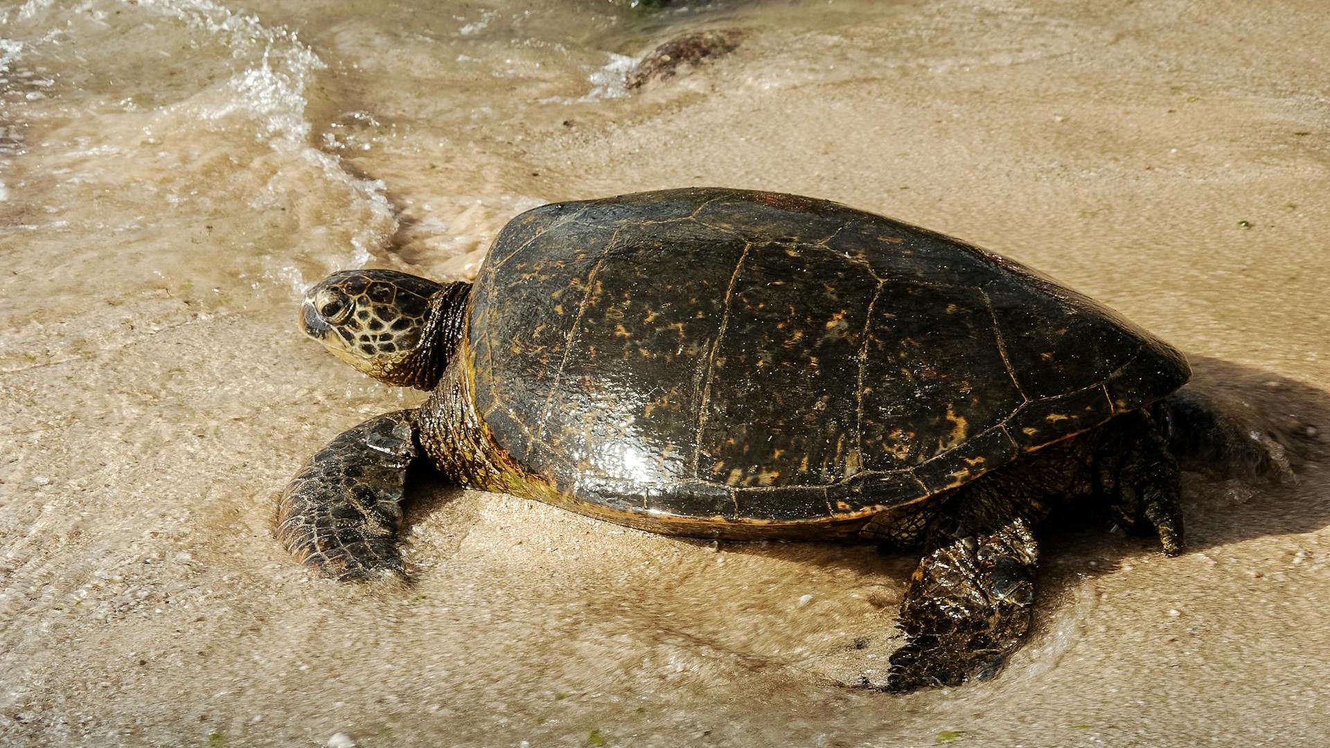 Close-up of a green sea turtle on a sandy Hawaiian beach, showcasing tranquil sea life.