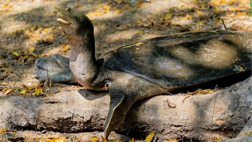 Indian flapshell turtle basking in sunlight at New Delhi park, showcasing natural habitat.