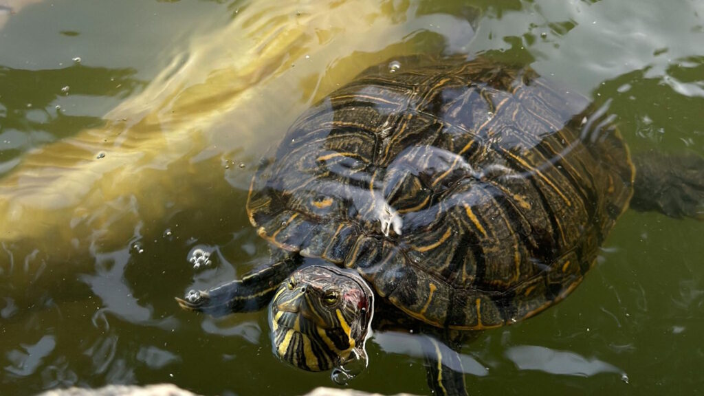 A freshwater turtle swims near the surface of murky green water, with its head partially above the water.