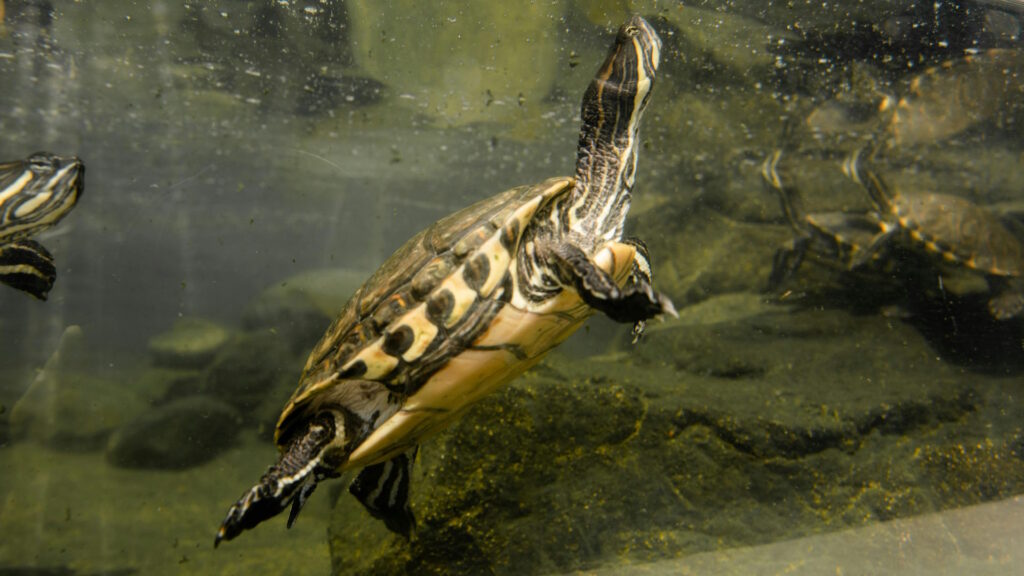Underwater view of a turtle swimming in an aquarium, showcasing unique patterns.