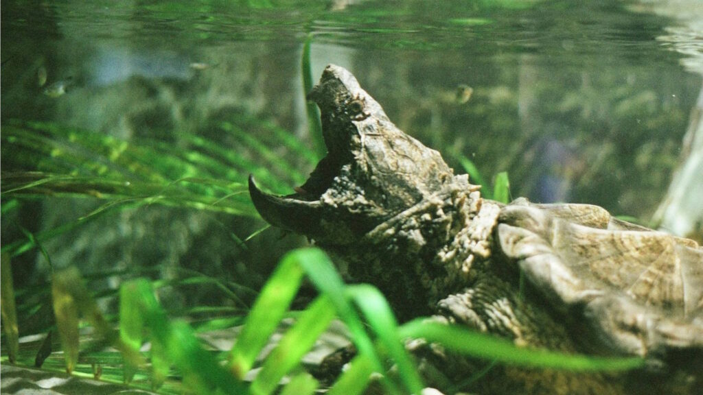 A turtle with its mouth open in the water