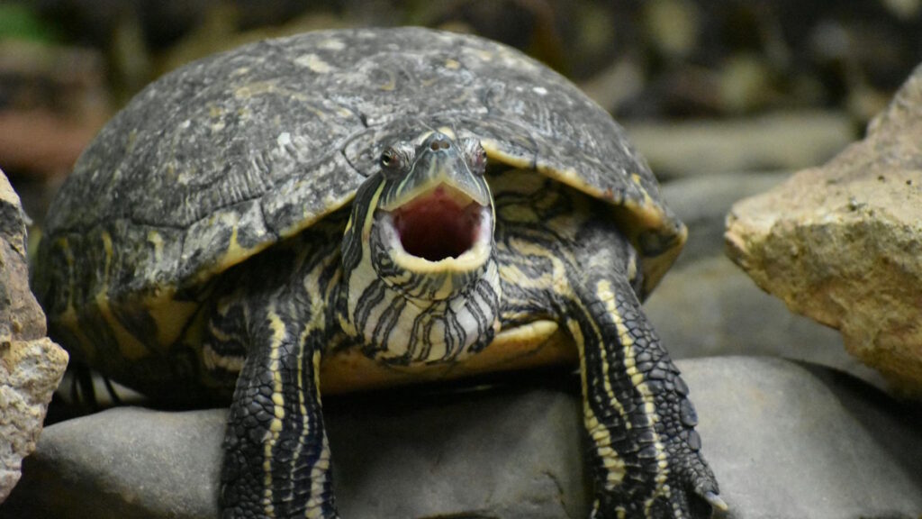 Close-up capture of a turtle yawning on rocks.