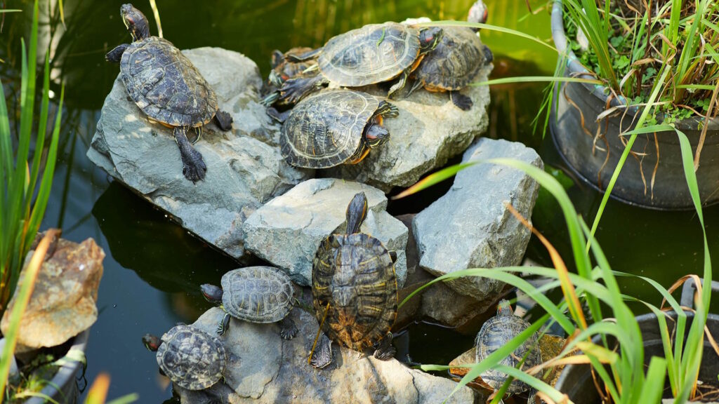 Turtles basking side by side in the wild