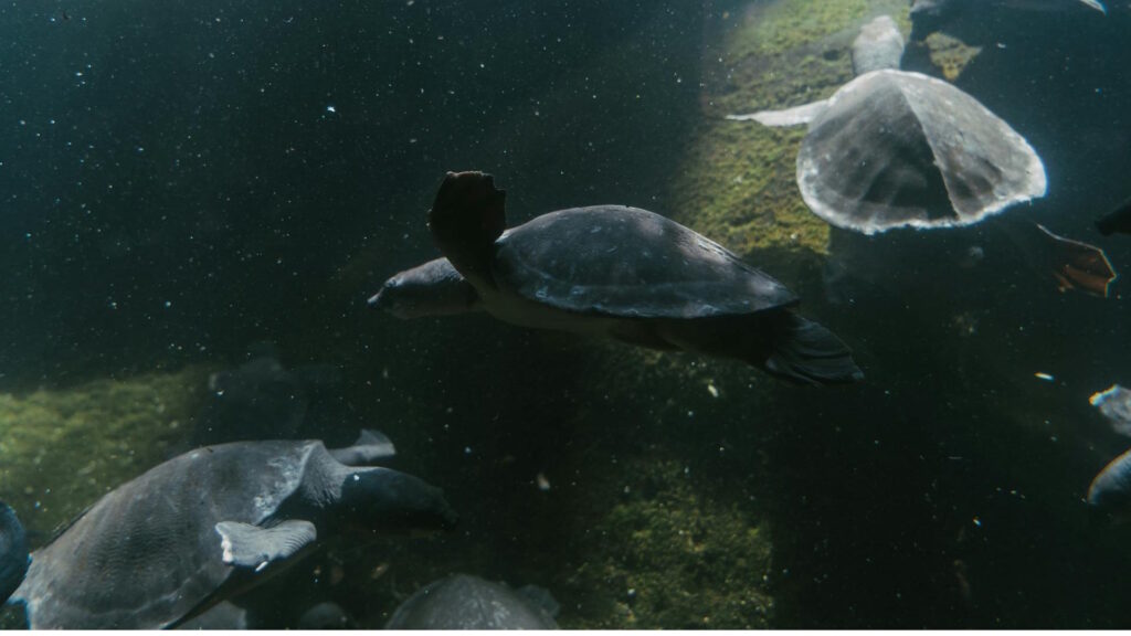 A tranquil underwater photograph featuring turtles swimming through mossy waters, capturing aquatic wildlife beauty.