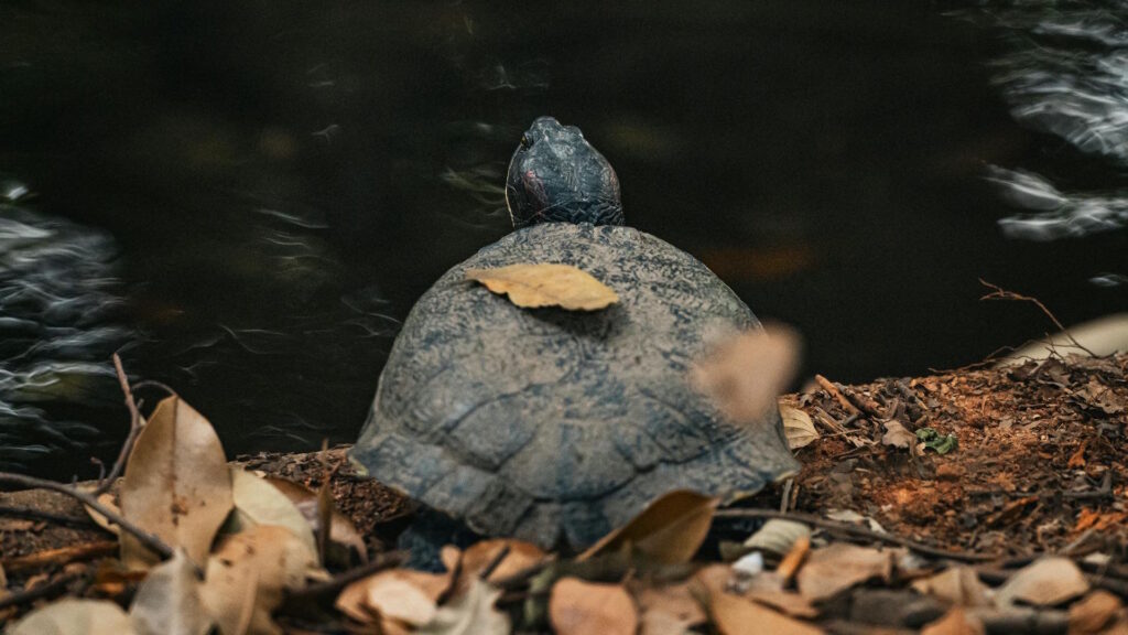 A turtle resting on a riverbank with autumn leaves, capturing nature's beauty. Shot outdoors in Thailand.