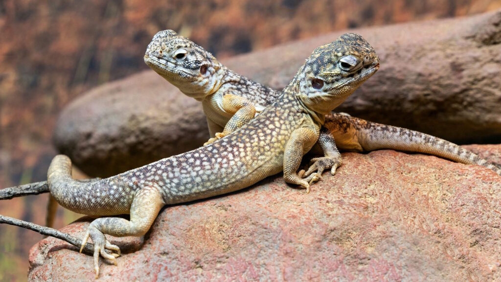 A pair of central netted dragons resting on rocks