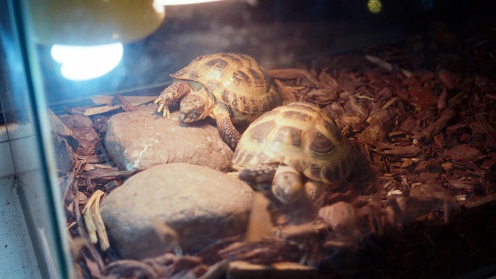 Two Russian tortoises bask under a heat lamp inside a terrarium filled with rocks and wood chips.