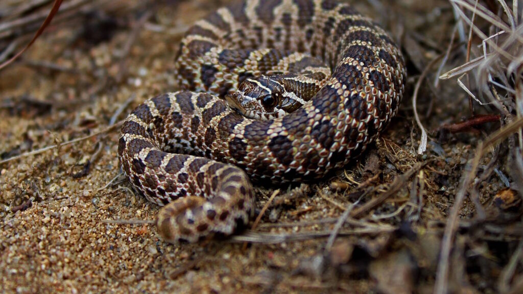 A coiled western hognose snake with brown, tan, and black patterns rests on sandy ground surrounded