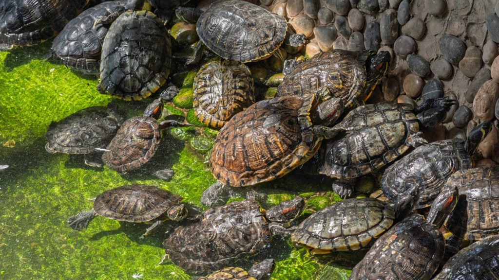 Turtles in grassy environment during warm season, representing seasonal activity increase