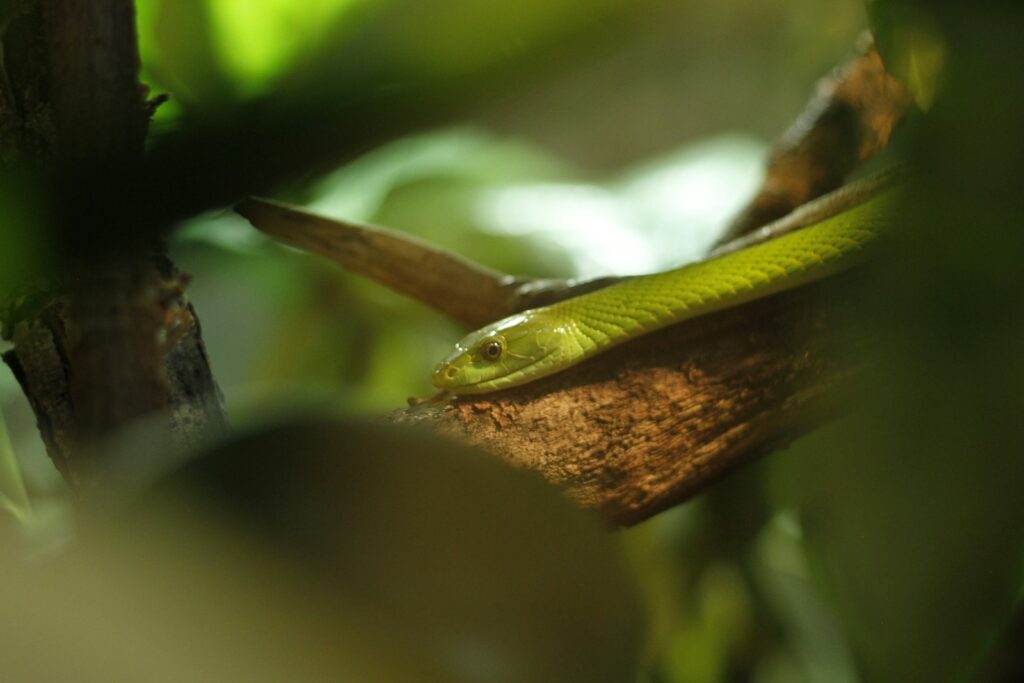 a green snake sitting on top of a tree branch